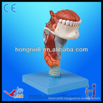ISO high quality medical model life size Larynx Model anatomy model with tongue and teeth larynx model